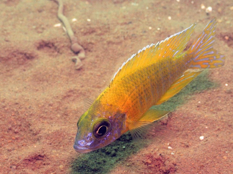 Aulonocara sp. 'stuartgranti maleri' Chidunga Rock